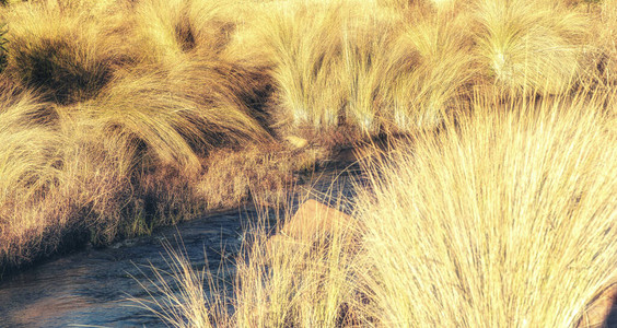 南非大草原的一条小河风横过南图片