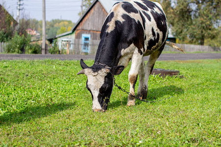 一头斑驳的母牛在房子附近吃草一头产奶的牛农业产图片