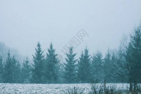 农村的冬季自然细节图片