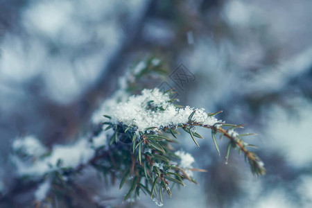 冬天大自然在农村的细节Juniper树图片