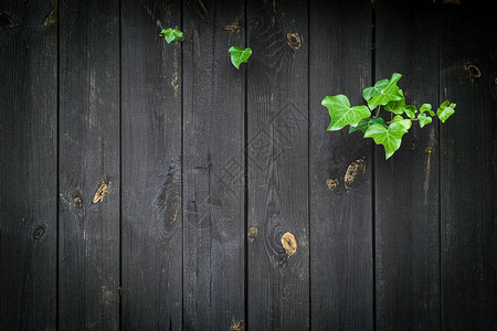 核桃木旧地板木纹用于老式垃圾壁纸的木板表面墙带有复制空间的深色纹理面板表蒙太奇图片