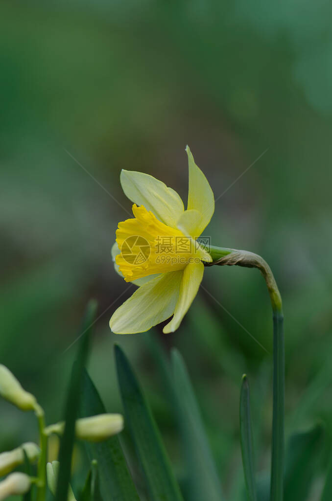 春天新鲜的黄水仙子春天图片