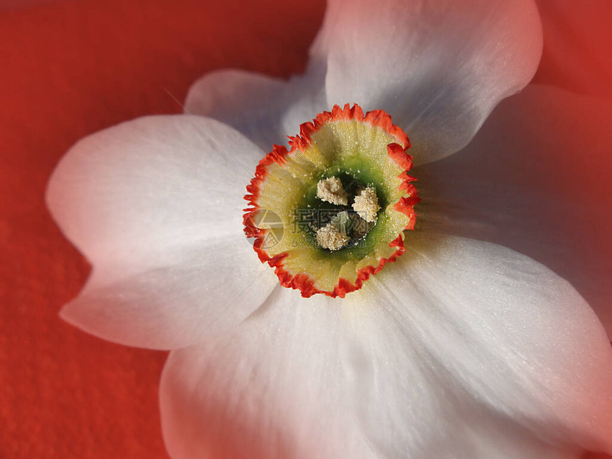 花园里有水仙或花草花园图片