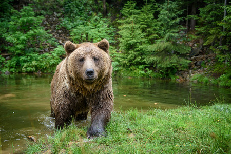 野生成年棕熊Ursus图片