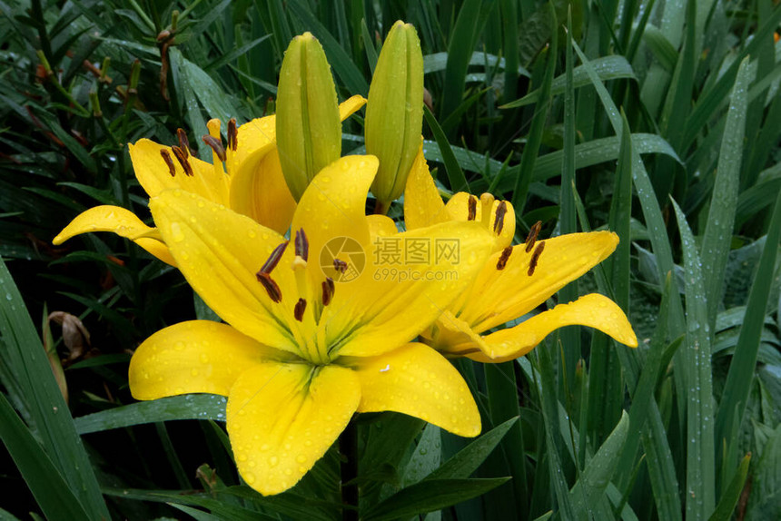 丰盛的黄百合花灌木丛雨下有花蕾与潮图片