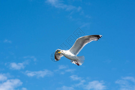 一张飞翔海鸥的照片图片