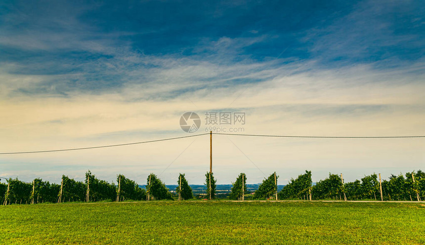 奥地利南施蒂里安酒谷路的葡萄园风景图片
