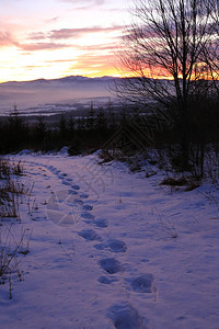 日落时山林雪地中的脚印图片