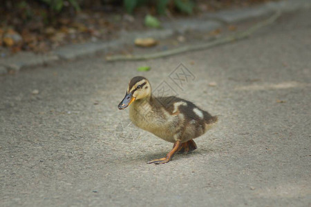 一只年轻的野鸭在散步这只鸭子属于水禽科图片