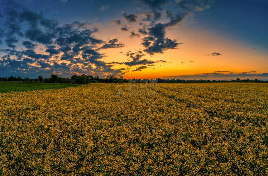 夕阳下油菜花五彩斑斓的风景图片