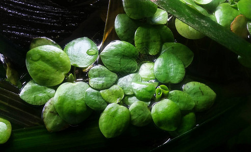 沉水植物漂浮的水族植物或鱼缸背景