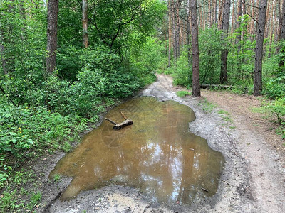 森林道路上的大水坑森林小路上的死水在公园区的一图片