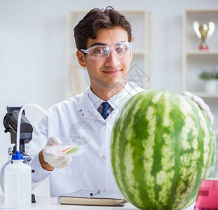 在实验室测试西瓜的科学家图片