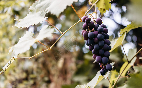 皮诺塔吉有足够的文字空间成熟的红葡萄一串地挂在葡萄园的绿藤上黑处女葡萄背景