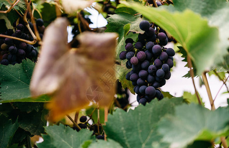 皮诺塔吉成熟的红葡萄一串地挂在葡萄园的绿藤上背景