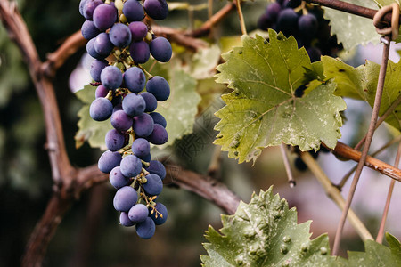 成熟的红葡萄一串地挂在葡萄园的绿藤上高清图片