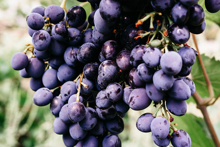 皮诺塔吉葡萄藤特写成熟的红葡萄一串地挂在葡萄园的绿藤上黑处女葡萄背景