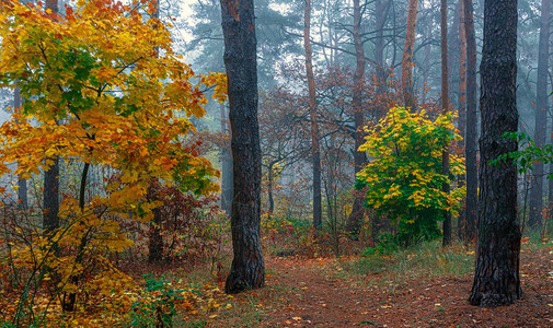 森林染上了秋天的色彩雾气笼罩着树木图片