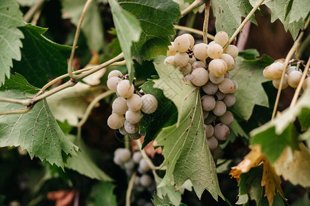一串成熟的白葡萄挂在绿色的藤蔓上图片