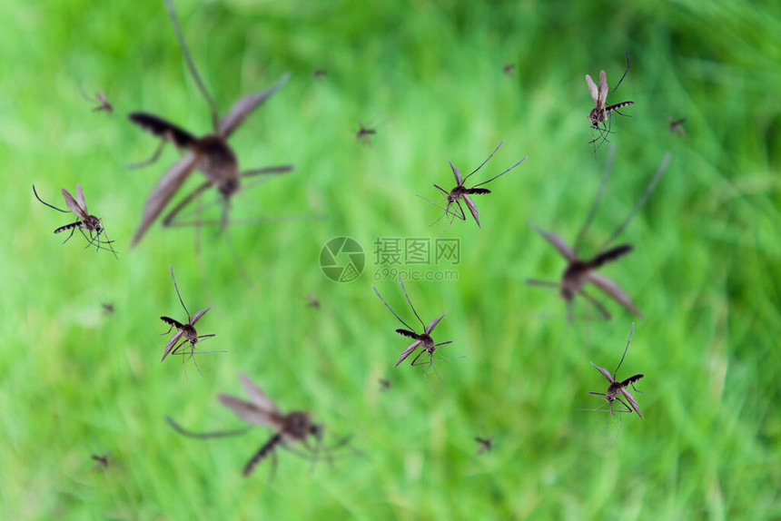 许多蚊子飞过绿草场图片