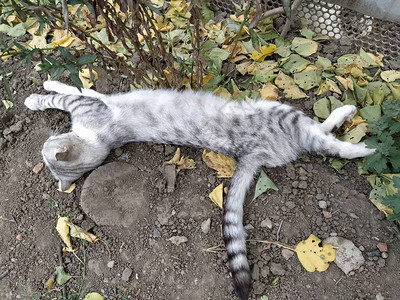 睡在花园里的垂耳猫图片