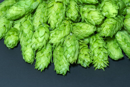 黑色背景上的绿色啤酒花锥用于制作啤酒的新鲜啤酒花绿色新图片
