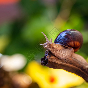 蚧壳虫树枝上的大蜗牛伯古第葡萄或海利西达家族的背景