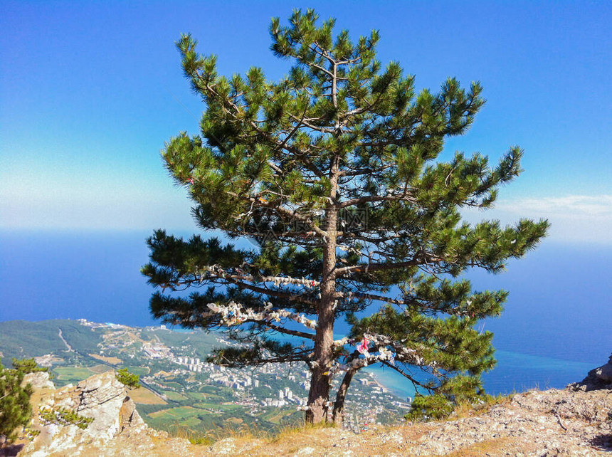 克里米亚AIPetri山顶上的松树许愿树在打结的丝带的树枝上远在下方图片
