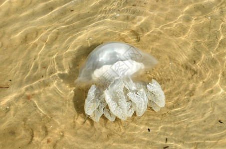 亚速海岸边的水母夏日海滩上特写镜头图片