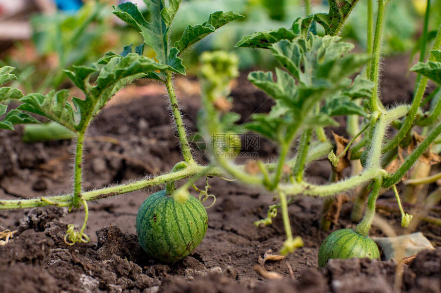 生态农场田间种植有机西瓜种植小绿色条纹西瓜在农民手中的特写镜头春天在花园里绑一个图片