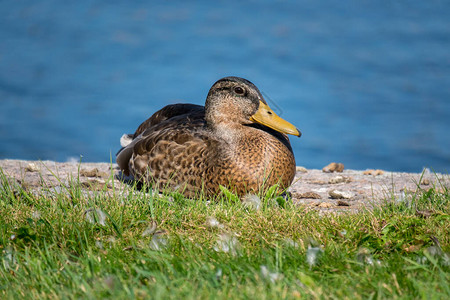 坐在靠近水边的绿草上鸭子在湖岸休息图片