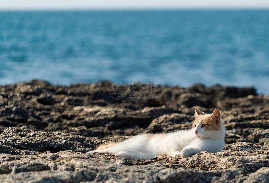 一只浅红色的猫躺在石滩上图片