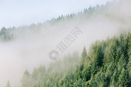 清晨山中朦胧的松树林图片