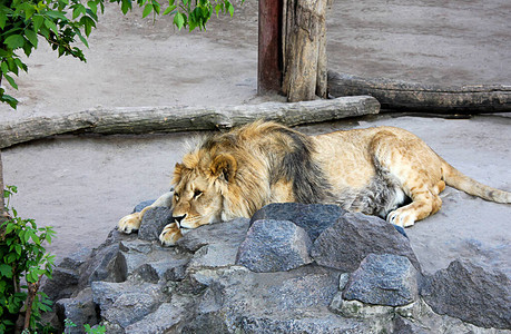 狮子在岩石上休息图片