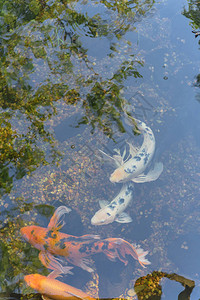 锦鲤来了立体字美国得克萨斯州达拉斯附近的植物园浅水塘中游来去的一背景