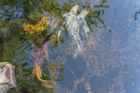 锦鲤来了立体字美国得克萨斯州达拉斯附近的植物园浅水塘中游来去的一背景