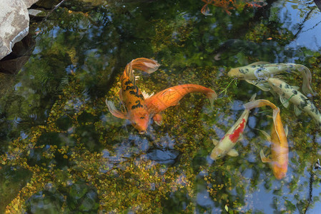 美国得克萨斯州达拉斯附近的植物园浅水塘中游来去的一背景图片