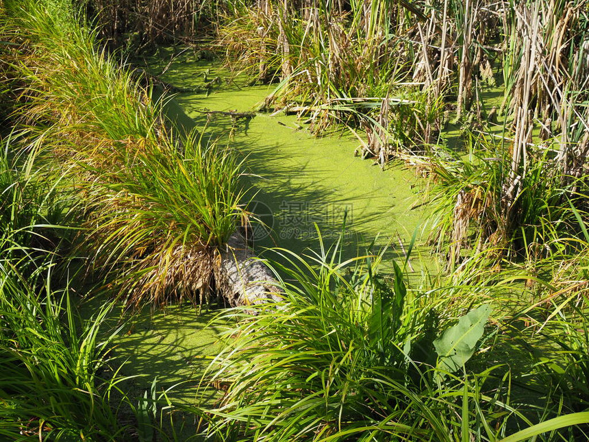 郁葱的绿色沼泽和热带森林景观图片