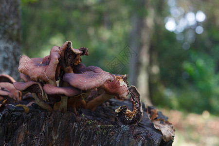 生长在树桩上的蘑菇特写图片