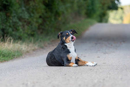 夏天在户外摆姿势的可爱阿彭策尔山犬高清图片