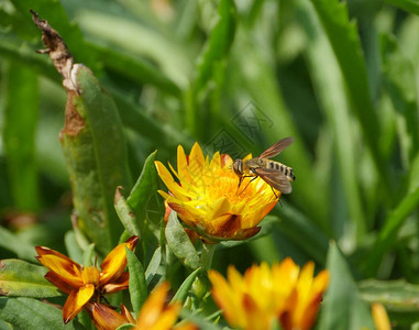 蜂蜜从一朵盛开的黄花中吸食花蜜背图片