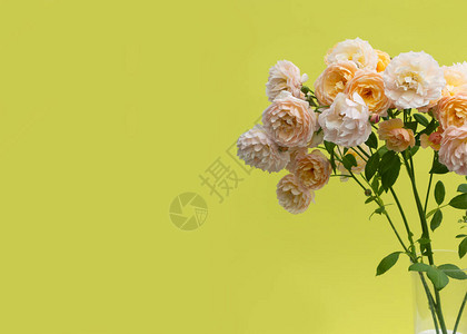 彩色黄背景的透明玻璃花瓶中的粉红玫瑰花束有创意的贺卡带复图片