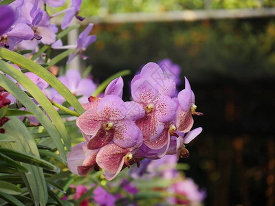 美丽的紫色兰花在图片