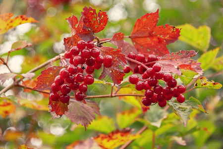 红色和黄色叶子的秋季高丛蔓越莓图片