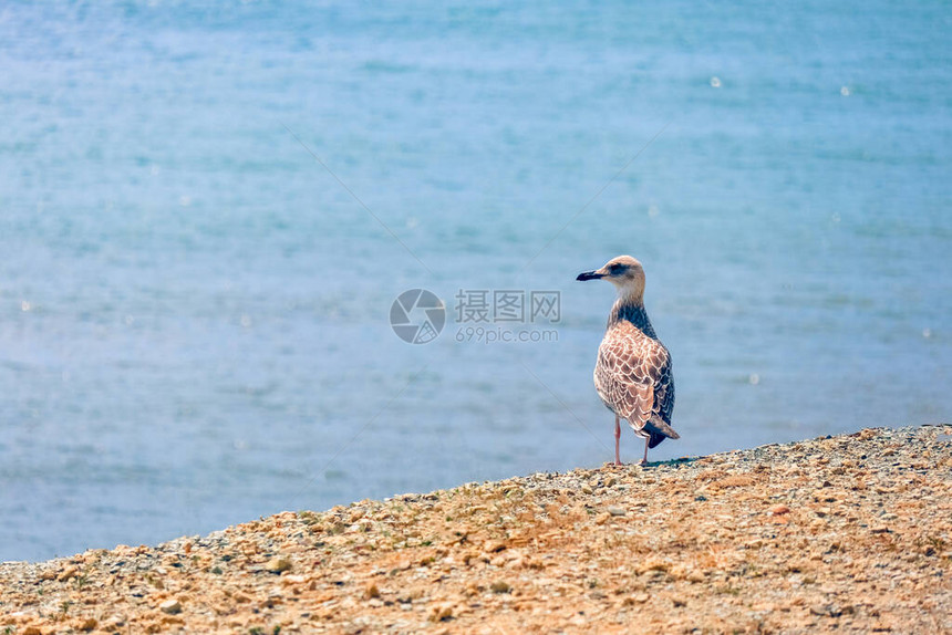 沿海沙滩上的独白海鸥图片