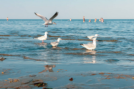 乌克兰阿佐夫海岸水面上一图片