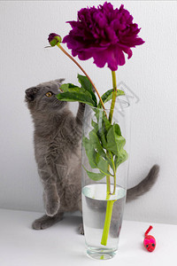 一只美丽的自制猫在梳妆台上的花瓶里闻到一丝硅图片