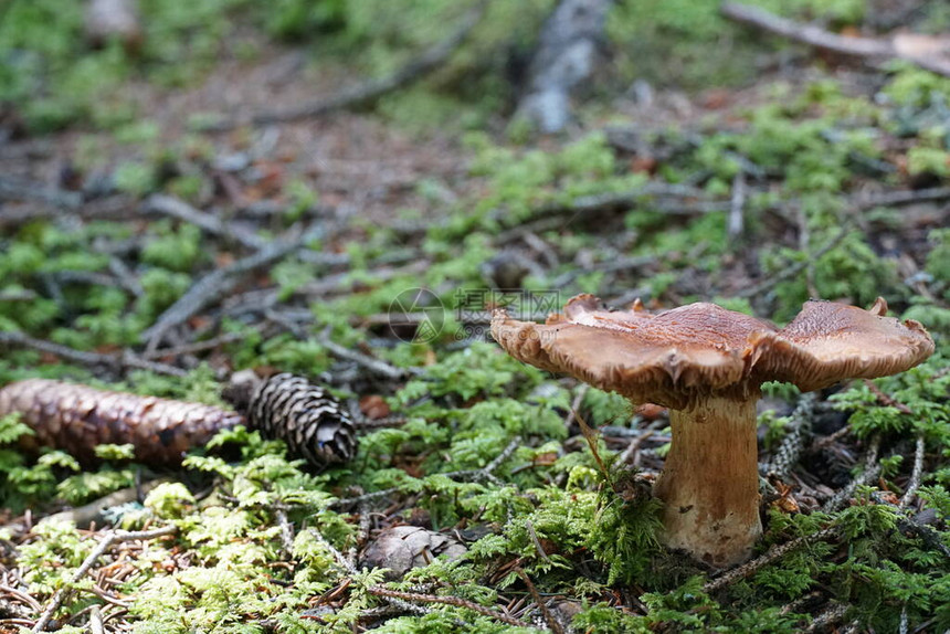 绿色森林地板上一只蘑菇上面有一图片