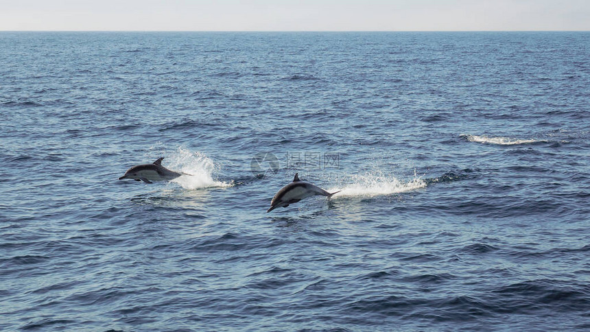 两只海豚在半空中跳出太平洋在阳光明媚的一天周图片