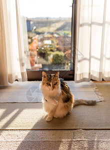 一只猫在室内举起前腿摆姿势图片